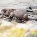 Otter about to leave a crab. November Skye. Lutra lutra