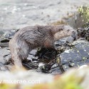 Otter looking from the shore. November Skye. Lutra lutra