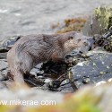 Otter turning on rocky shore. November Skye. Lutra lutra