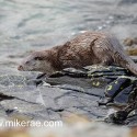 Otter turning back to the water on rocky shore. November Skye. Lutra lutra