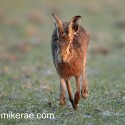 Brown hare dawn run on melting snow. January Suffolk. Lepus europaeus