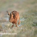 Brown hare running on melting snow. January Suffolk. Lepus europaeus