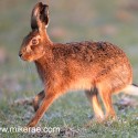 Brown hare jogging past on melting snow. January Suffolk. Lepus europaeus