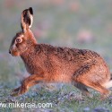 Brown hare leaving on melting snow. January Suffolk. Lepus europaeus