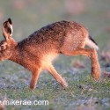 Brown hare feet up on melting snow. January Suffolk. Lepus europaeus