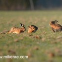 Brown hares three on the move. January Suffolk. Lepus europaeus