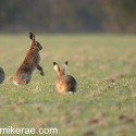 Brown hares 4 with lookout. January Suffolk. Lepus europaeus