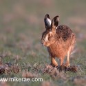 Brown hare early morning run. January Suffolk. Lepus europaeus
