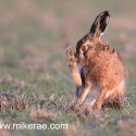 Brown hare foot checking early morning. January Suffolk. Lepus europaeus