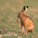 Brown hare foot cleaning early morning. January Suffolk. Lepus europaeus