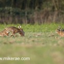 Brown hare group near wood early morning. January Suffolk. Lepus europaeus