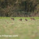 Brown hare group playing near wood early morning. January Suffolk. Lepus europaeus