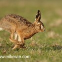 Brown hare running back early morning. January Suffolk. Lepus europaeus
