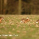 Brown hares one leaving early morning. January Suffolk. Lepus europaeus