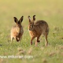 Brown hare pair early morning. January Suffolk. Lepus europaeus