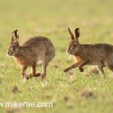 Brown hare pair chase early morning. January Suffolk. Lepus europaeus