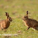 Brown hare pair sitting early morning. January Suffolk. Lepus europaeus