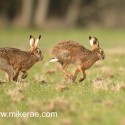Brown hare pair running chase early morning. January Suffolk. Lepus europaeus