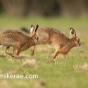 Brown hare pair running fast early morning. January Suffolk. Lepus europaeus
