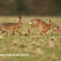 Brown hare pair jogging chase early morning. January Suffolk. Lepus europaeus