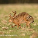 Brown hare pair jogging eye early morning. January Suffolk. Lepus europaeus