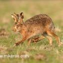 Brown hare pair jogging ears early morning. January Suffolk. Lepus europaeus