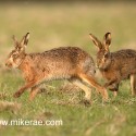 Brown hare pair on the turn early morning. January Suffolk. Lepus europaeus