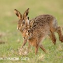 Brown hare pair feet up early morning. January Suffolk. Lepus europaeus