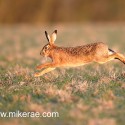 Brown hare dawn leap. January Suffolk. Lepus europaeus
