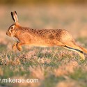 Brown hare dawn leap frosty chin. January Suffolk. Lepus europaeus