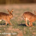 Brown hare following at dawn icey whiskas. January Suffolk. Lepus europaeus