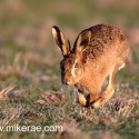 Brown hare low and frosty at dawn. January Suffolk. Lepus europaeus