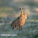 Brown hare frosty wiskers at dawn. January Suffolk. Lepus europaeus