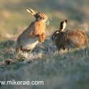 Brown hare active and still, frosty at dawn. January Suffolk. Lepus europaeus