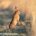 Brown hare standing at dawn by long grass. January Suffolk. Lepus europaeus