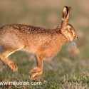 Brown hare dawn bounce frosty face. January Suffolk. Lepus europaeus
