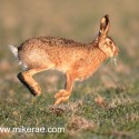 Brown hare bouncing turn at dawn. January Suffolk. Lepus europaeus