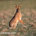Brown hare standing and turning at dawn. January Suffolk. Lepus europaeus