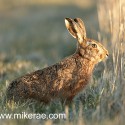 Brown hare slipping into long grass at dawn. January Suffolk. Lepus europaeus