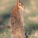 Brown hare standing and looking back at dawn. January Suffolk. Lepus europaeus
