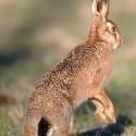 Brown hare looking standing and turning at dawn. January Suffolk. Lepus europaeus