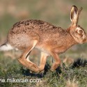Brown hare running and looking at dawn. January Suffolk. Lepus europaeus
