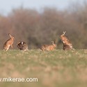 Brown hares group stand off at dawn. January Suffolk. Lepus europaeus