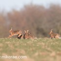 Brown hares sitting and leaping at dawn . January Suffolk. Lepus europaeus
