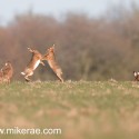 Brown hares boxing watching at dawn. January Suffolk. Lepus europaeus
