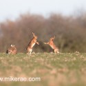 Brown hares mid field stand off at dawn. January Suffolk. Lepus europaeus