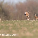 Brown hares mid field leap at dawn. January Suffolk. Lepus europaeus