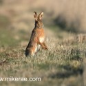 Brown hare looking before leaving at dawn. January Suffolk. Lepus europaeus