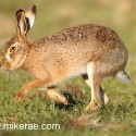 Brown hare trotting by very close. January Suffolk. Lepus europaeus