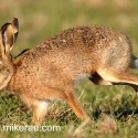 Brown hare running by very close. January Suffolk. Lepus europaeus